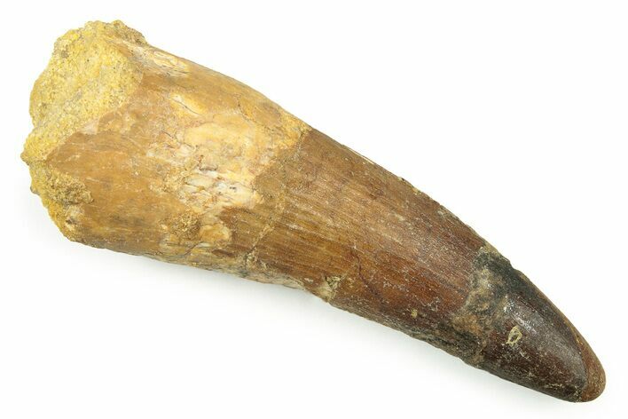 Bargain, Fossil Spinosaurus Tooth - Composite Tip #250961